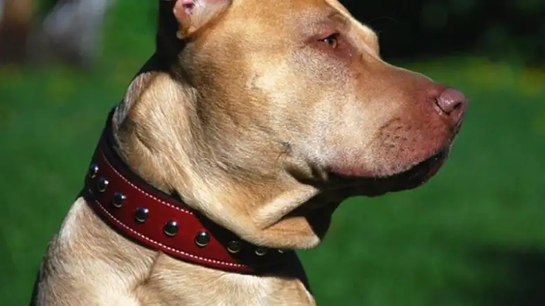 Leather Collar For Dog