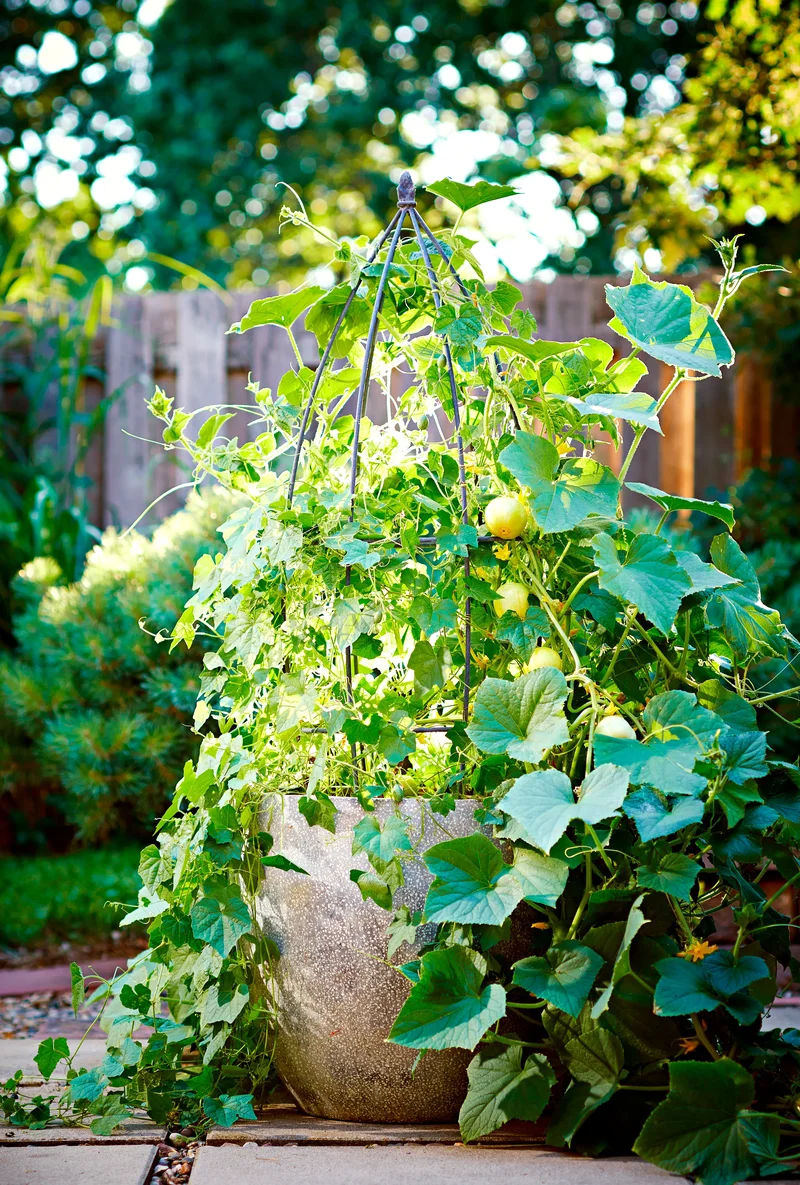 14 Garden Trellis Ideas to Showcase Your Vegetable Plants 7 Let Container Edibles Climb