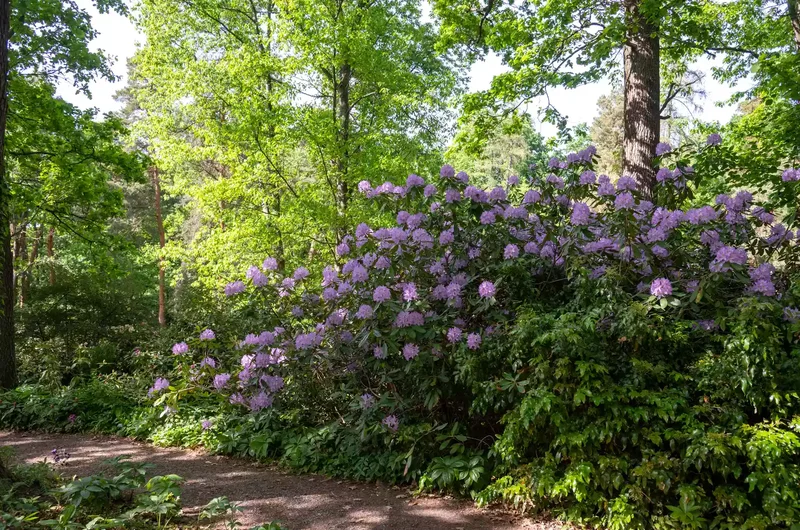 26 Secret Garden Ideas to Bring Your Favorite Books to Life 3 Line a Trail With Tall Shrubs