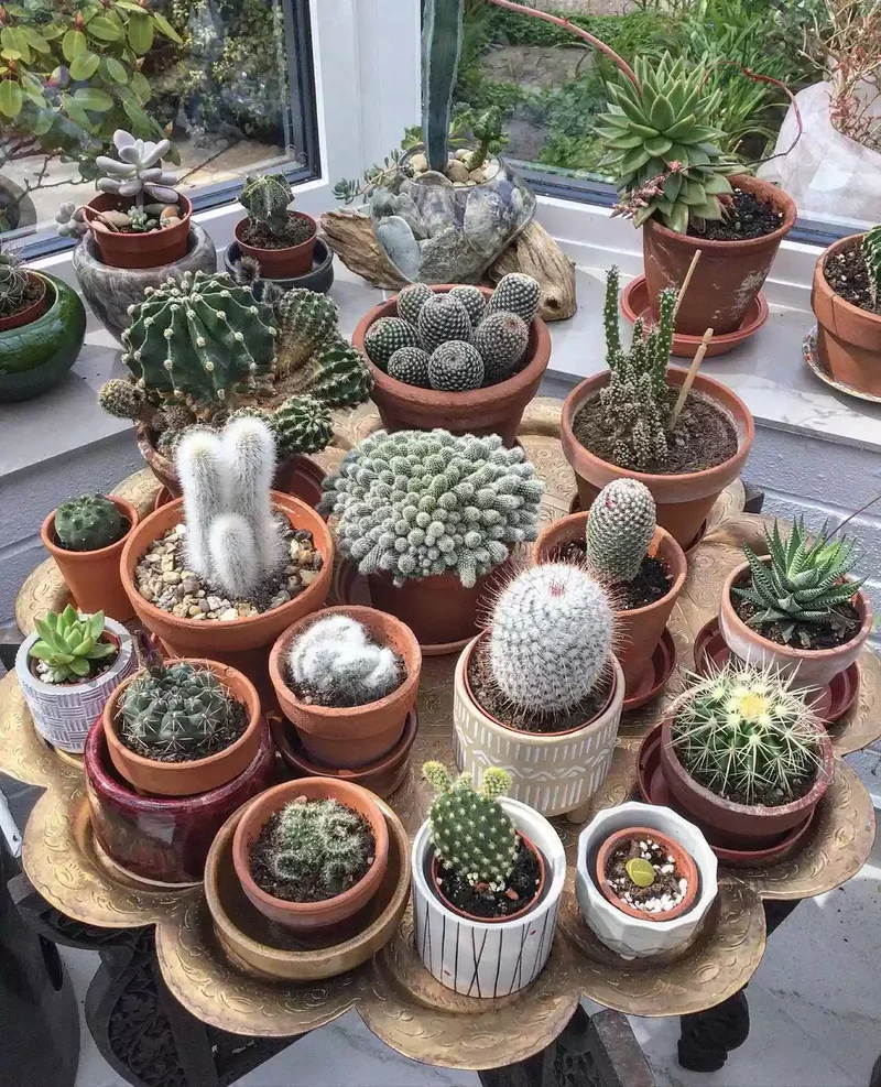 Low-Maintenance Cacti Collection