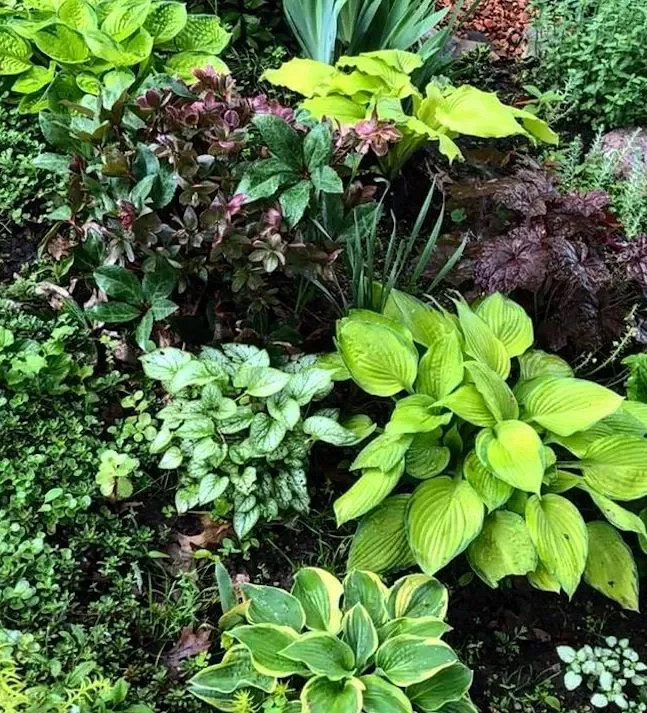 82 Stunning Front Yard Landscaping Ideas to Try This Spring 38 Low-Maintenance Hosta Bed