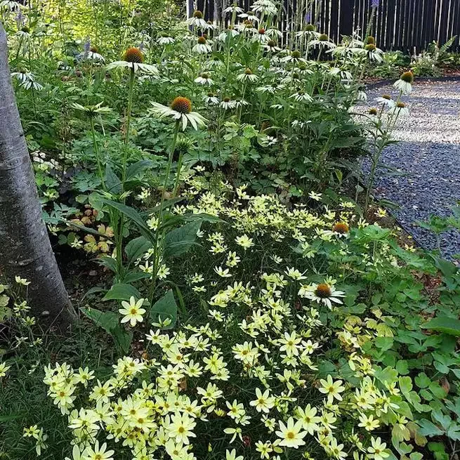 82 Stunning Front Yard Landscaping Ideas to Try This Spring 54 Luminous Front Yard Blooms