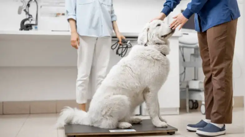 Measure The Weight Of Your Dog