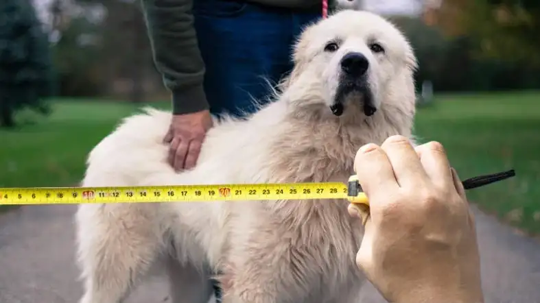 Measure Your Great Pyrenees Dog