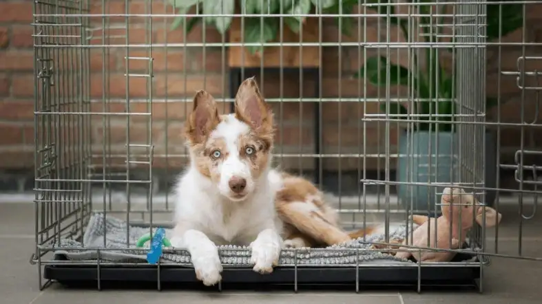 Measuring the ideal dog crate size for your Husky