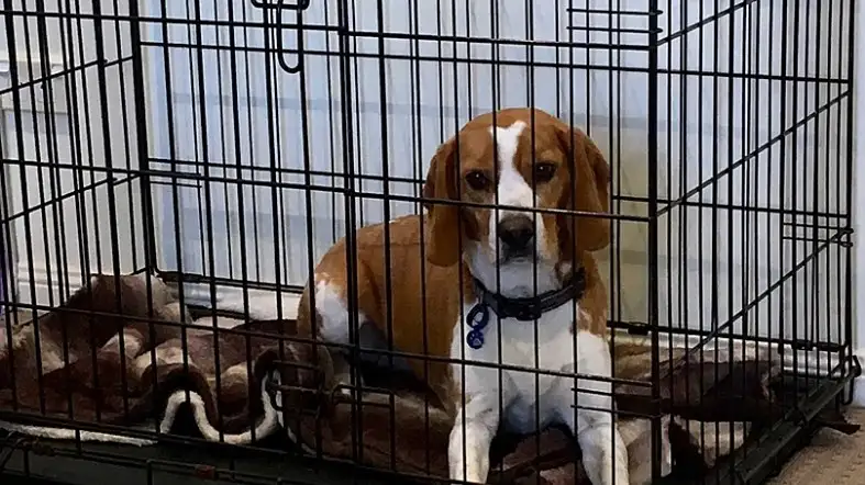 Metal Crate For Beagle Dog
