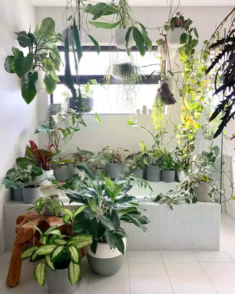 Moisture-Loving Bathroom Plants