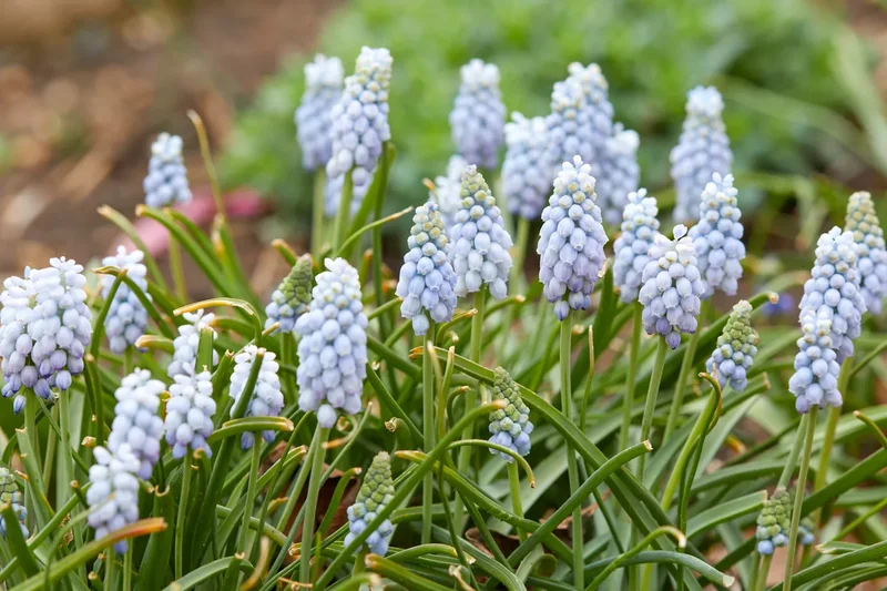 Muscari (Grape Hyacinth)