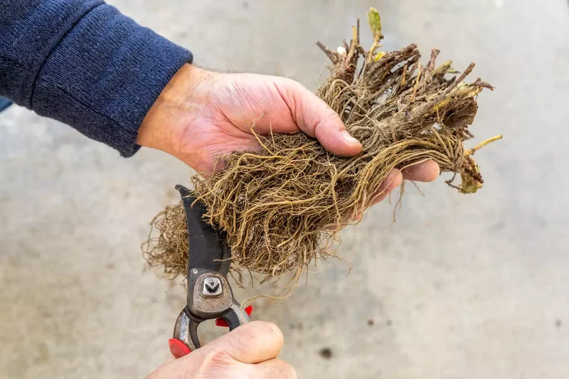 22 Winter Garden Projects That'll Inspire Cold-Weather Planting 9 Order Bare Root Plants, Too