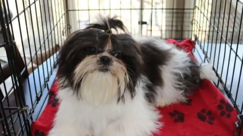 Other Things To Consider Before Buying A Crate For Shih Tzu
