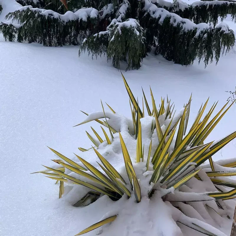 52 Beautiful Backyard Landscaping Ideas for Your Home 11 Place Plants for Winter Interest