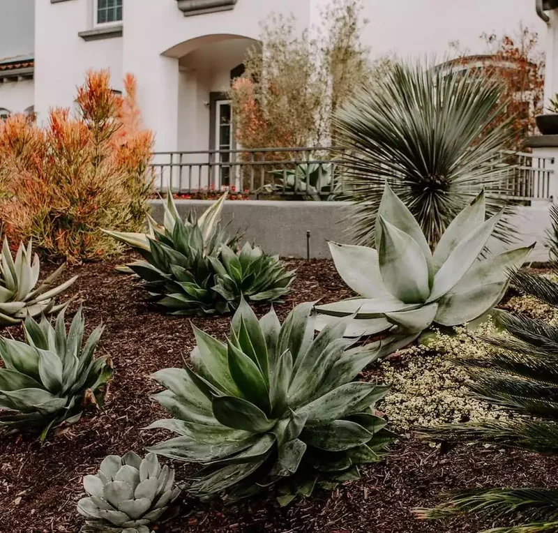 24 Beautiful Desert Landscaping Ideas for Hot Climates 5 Plant Agaves