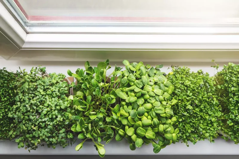 22 Winter Garden Projects That'll Inspire Cold-Weather Planting 14 Plant Microgreens
