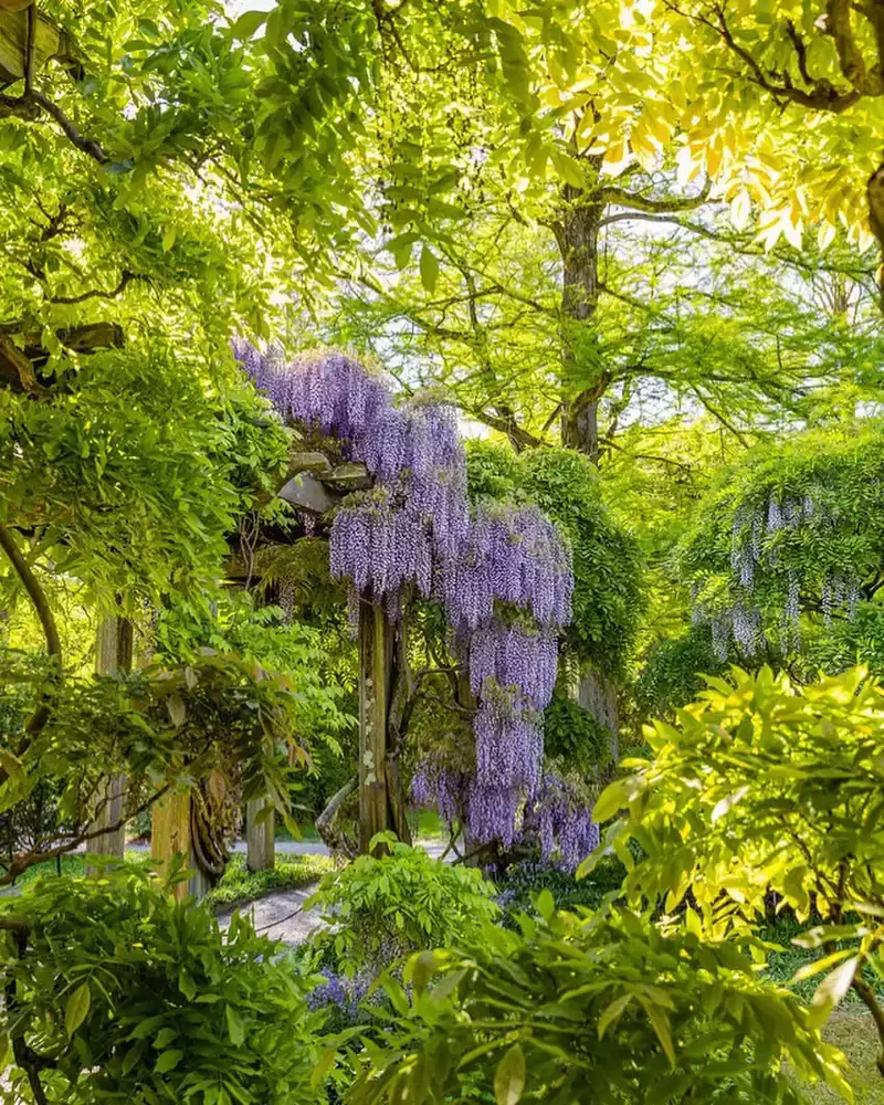 26 Secret Garden Ideas to Bring Your Favorite Books to Life 5 Plant Wisteria