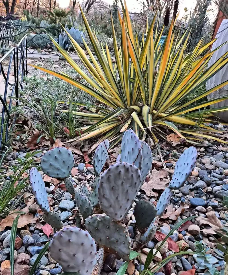 24 Beautiful Desert Landscaping Ideas for Hot Climates 2 Plant Yucca