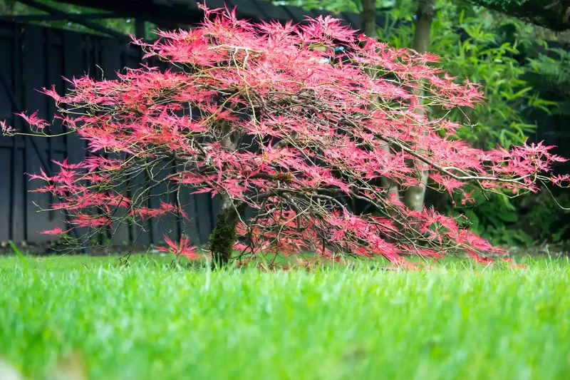 20 Beautiful Zen Garden Ideas for Peaceful Relaxation 5 Plant a Japanese Maple Tree