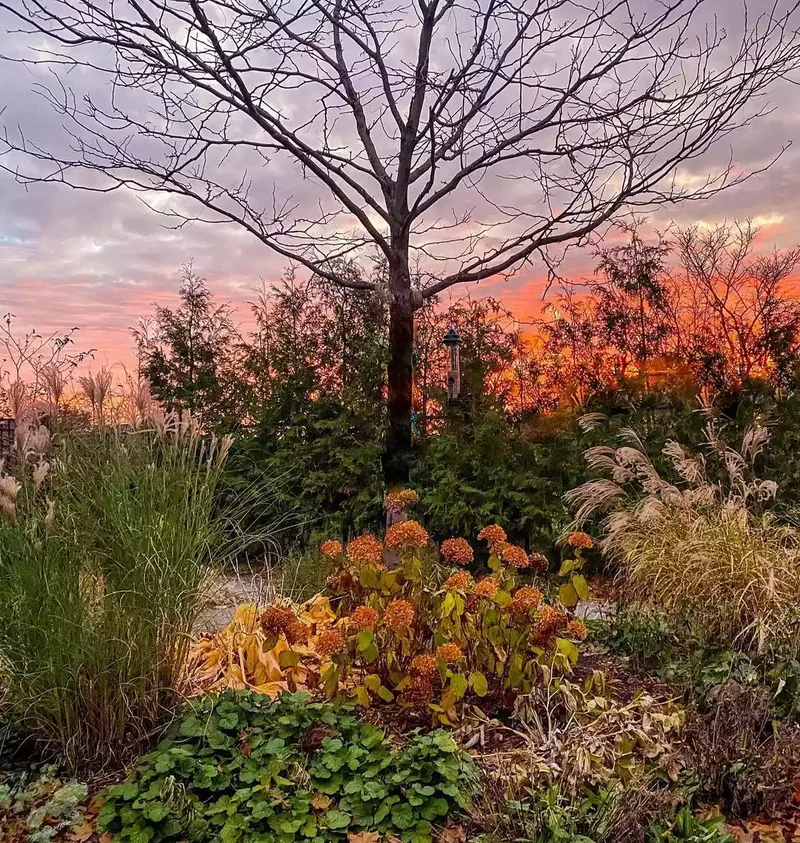 52 Beautiful Backyard Landscaping Ideas for Your Home 46 Plants in Complementary Colors