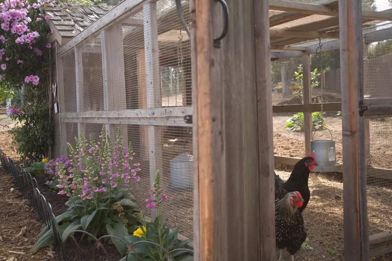 Protect Your Hens with Fine Mesh