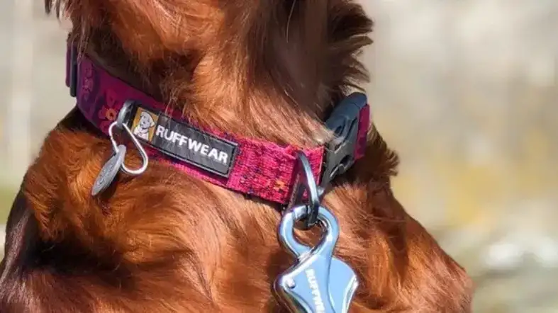 Pyrenees Puppy Collar Durability 