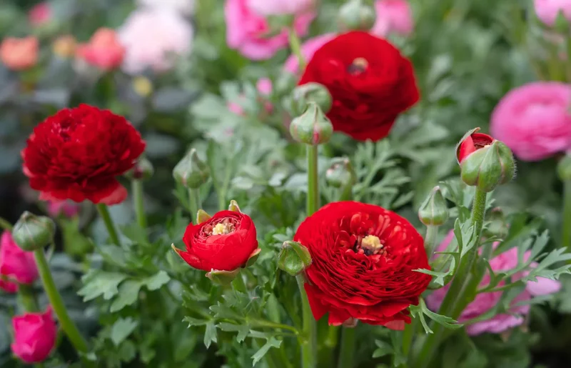 Ranunculus