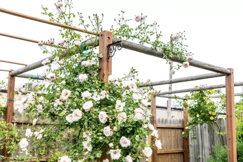 35 Garden Trellis Ideas for Beautiful Supported Plants 27 Rose Trellis