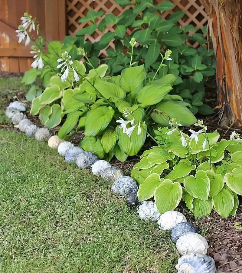 Seashell Edging