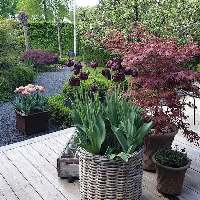 82 Stunning Front Yard Landscaping Ideas to Try This Spring 56 Seasonal Containers Create Color Palettes
