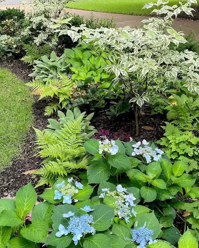 82 Stunning Front Yard Landscaping Ideas to Try This Spring 39 Shaded Garden Bed Walkway