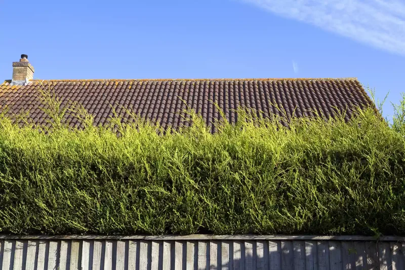 Shrubs, Trees, Vines