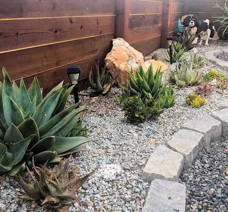 Succulent Garden