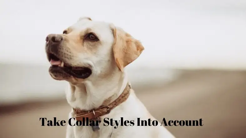 Take Collar Styles Into Account