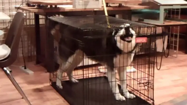 The Collapsible Dog Crate