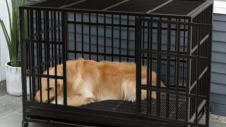 The High Anxiety Dog Crate