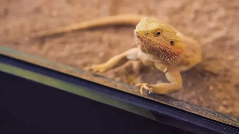 The Importance of Tank Size Based on Bearded Dragon’s Life Stage