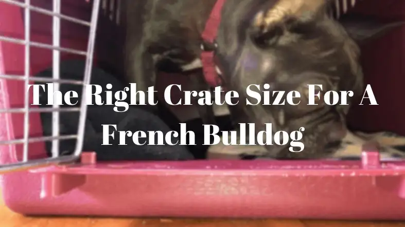 The Right Crate Size For A French Bulldog
