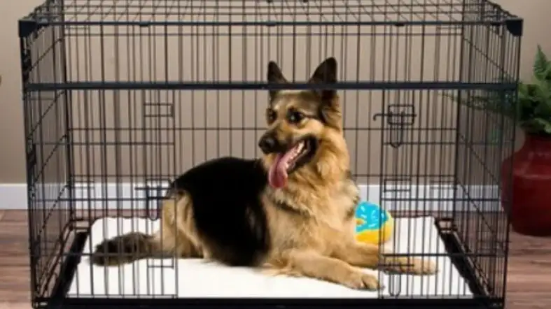 The Right Size Crate for a German shepherd