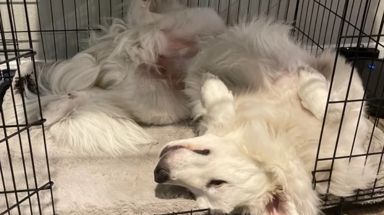 The right size crate for a Great Pyrenees puppy 