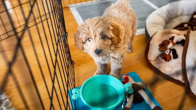 The right time to crate the Goldendoodle
