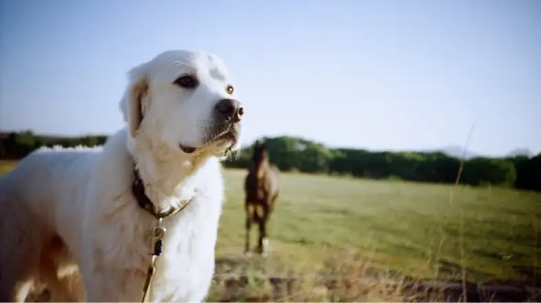 Things To Consider Before Choosing A Collar For Your Great Pyrenees Puppy