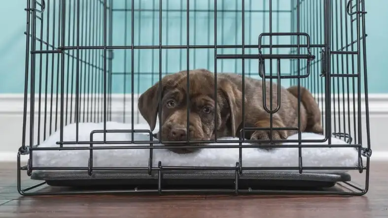 Think About How Long You Want To Crate Train Your Dog