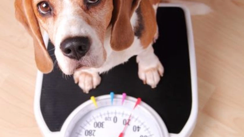 Tips To Determine The Weight Of Your Dog