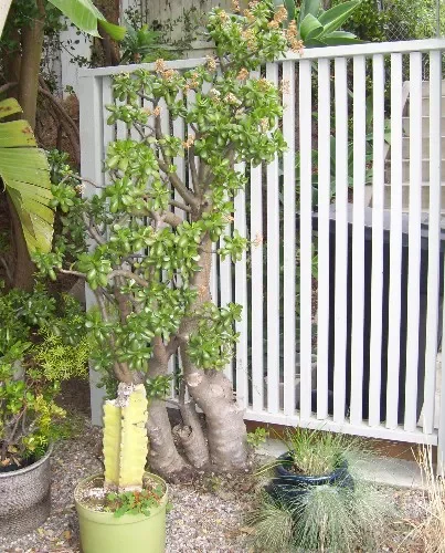 Trash Container Hideaway