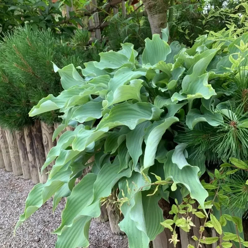 12 Hosta Garden Ideas to Transform Your Outdoor Space 1 Vary Silhouettes