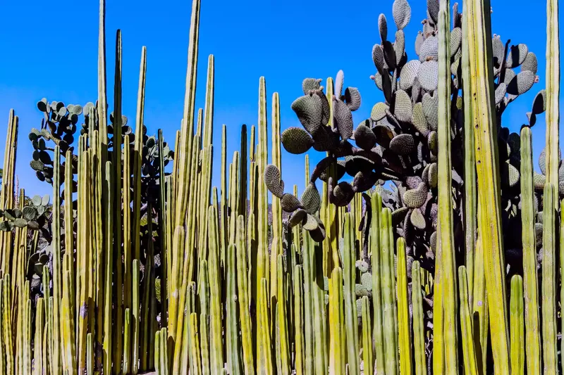 Wall of Cactus