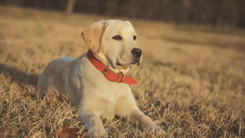 What Is The Real Purpose Of Buying The Right Size Collar For Lab Puppy