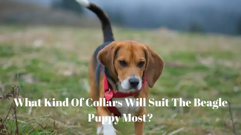 What Kind Of Collars Will Suit The Beagle Puppy Most