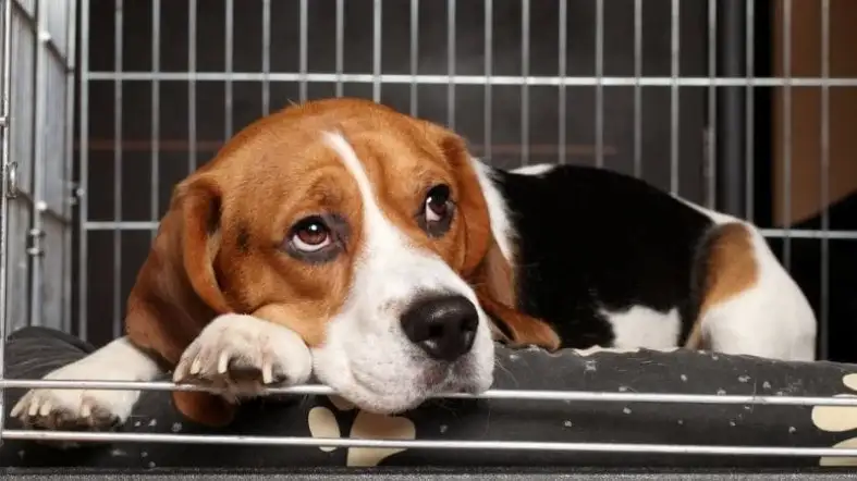 What Makes A Dog Crate Good For Beagle
