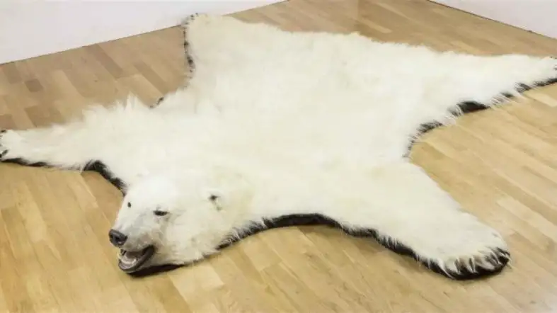 What Should You Consider Before Purchasing A Bear Skin Rug