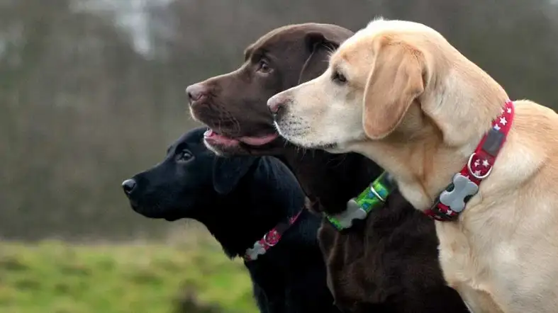 What Size Collar Do I Require For Lab Puppy