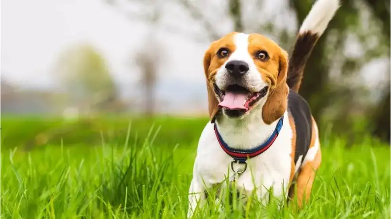 What Size Collar For A Beagle Puppy